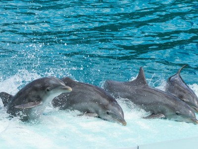 Help Rare Snow Dolphins