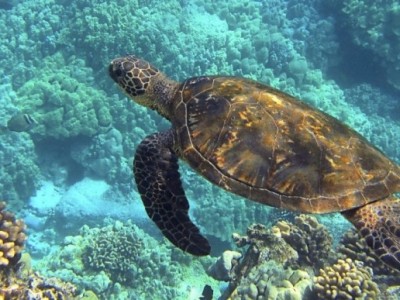 Sea Turtle Conservation Volunteer Trip