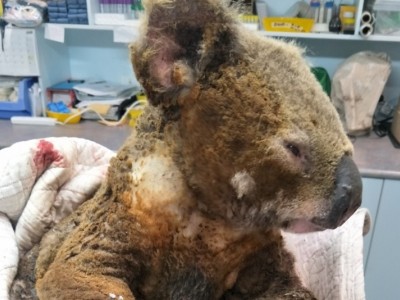 Saving Australia's Koalas