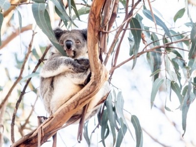 Koala Crisis, Bushfire Recovery