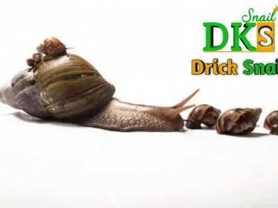 Support the launch of Drick Snail