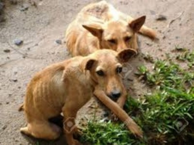 Feeding and vaccination for hungry dogs