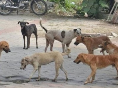Help saves the stray dogs.