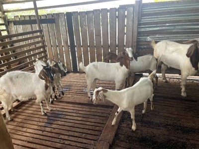 Help Jegathisan's Goat Farm Dream Blossom: