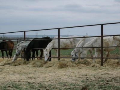 Help me to build new shelter for horses in Ukraine