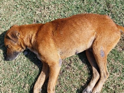 Help needed for dog