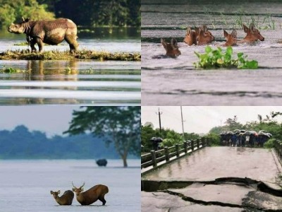 Dont Let Assam Drown