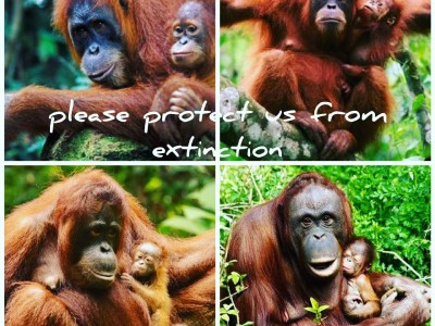 Protect orangutans from extinction