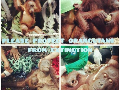 Please protect orangutans from extinction