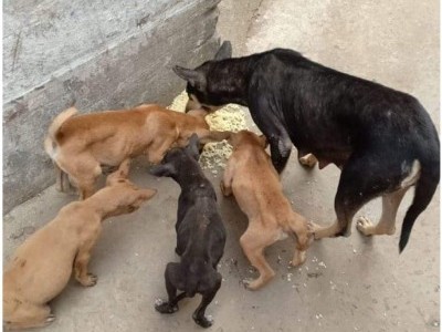 To raise funds for starving street dogs