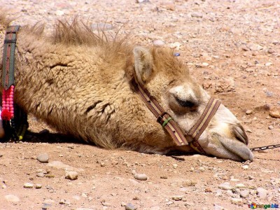 Help Us  to save bargash camels