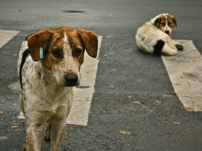 Shelters for stray dogs during the winter