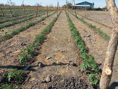 Job creation through farming