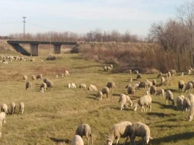 The animals at United brothers farmhouse