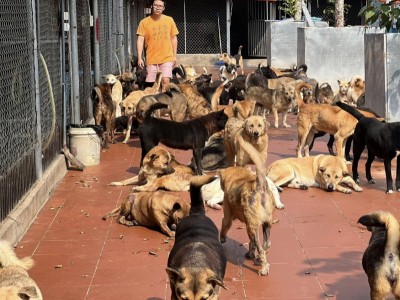 HELP US TO CONTINUE RESCUING PET ANIMALS