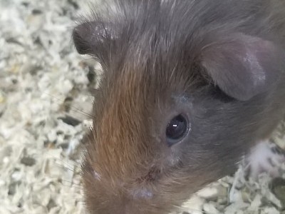 Help me raise money for the vet