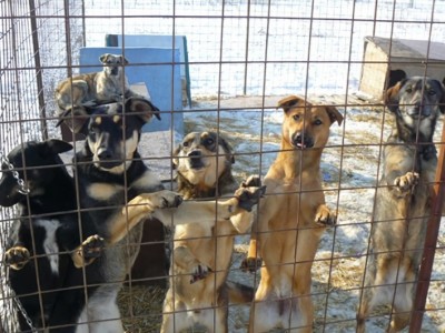 Dog shelter needs help with running costs