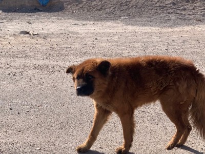 Save « xiaoxiao » an Akita Dog