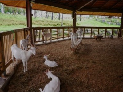 Goat and Pig Farming