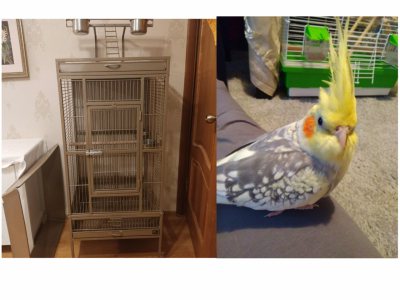 My cockatiels cage