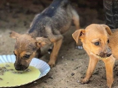 Help me to feed street dogs