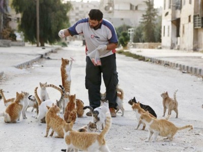 Feeding stray cats and dogs campaign