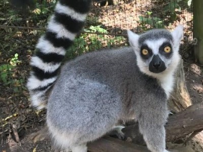 Save -A- Lemur
