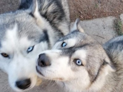 Help Siberian Huskies