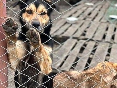 Ukraine homeless animals