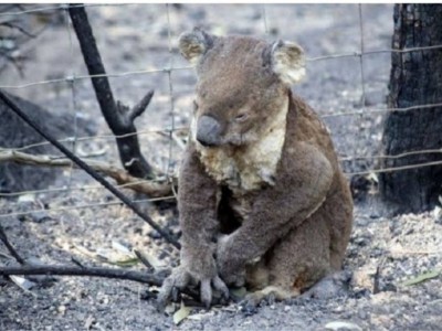 Troy Brosnan’s koala bush fire relief fund