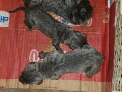 Orphan Bull mastiff puppies