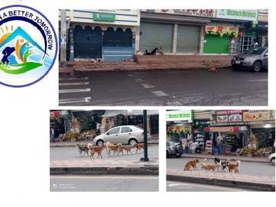 Shelter for street dogs