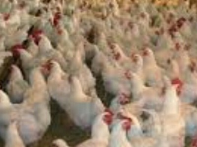 Poultry farming project - chickens -