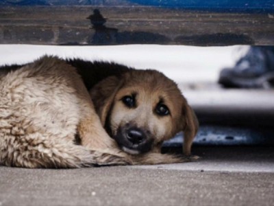 Let’s try to help homeless pets in Ukraine?