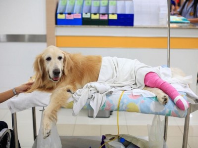 Dogs Assistance | Ill Children Therapy