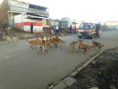 Feeding loitering Puppies