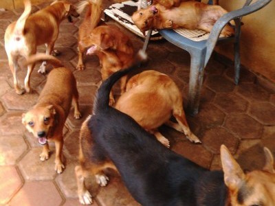 take care of all these poor stray dogs