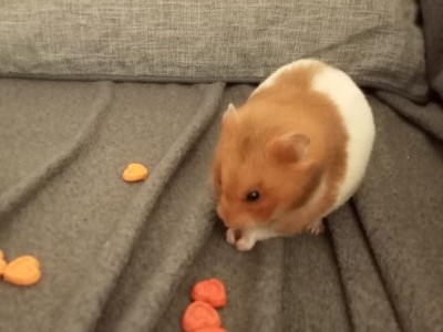 Natalie's hamster rescue