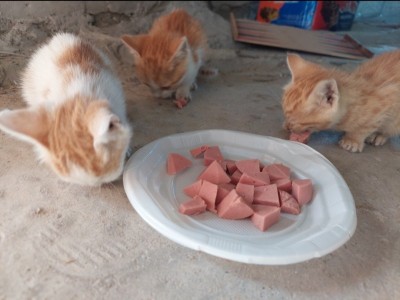 Providing housing and food for the poor cats