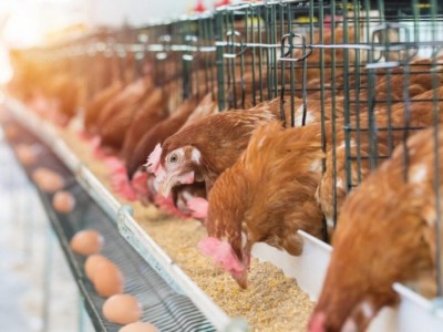 Need Capital for Poultry Farming