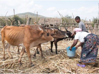 Livestock rescue