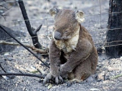 Troy Brosnan’s koala bush fire relief fund