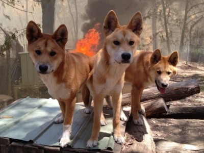 Rebuild the Bargo Dingo Sanctuary