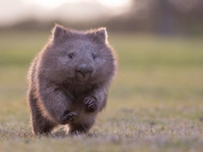 Help “End the Itch” for Wombats