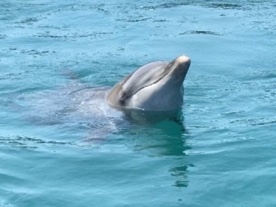Bali Dolphin Project