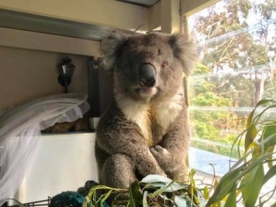Mallacoota Wildlife Shelter Fire Relief Fund