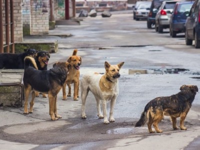 Shelter and sterilization for stray dogs