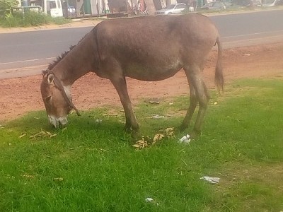 Help for stray dogs, donkeys and Horses.