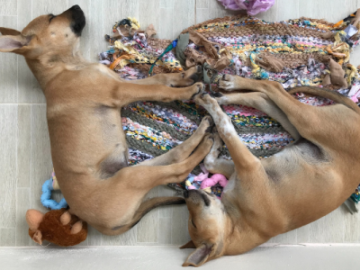 Help Thai Puppies
