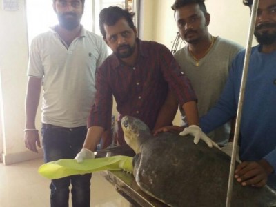 Support help extinction of sea turtle's